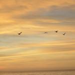 cambria_414 (November 03, 2018)